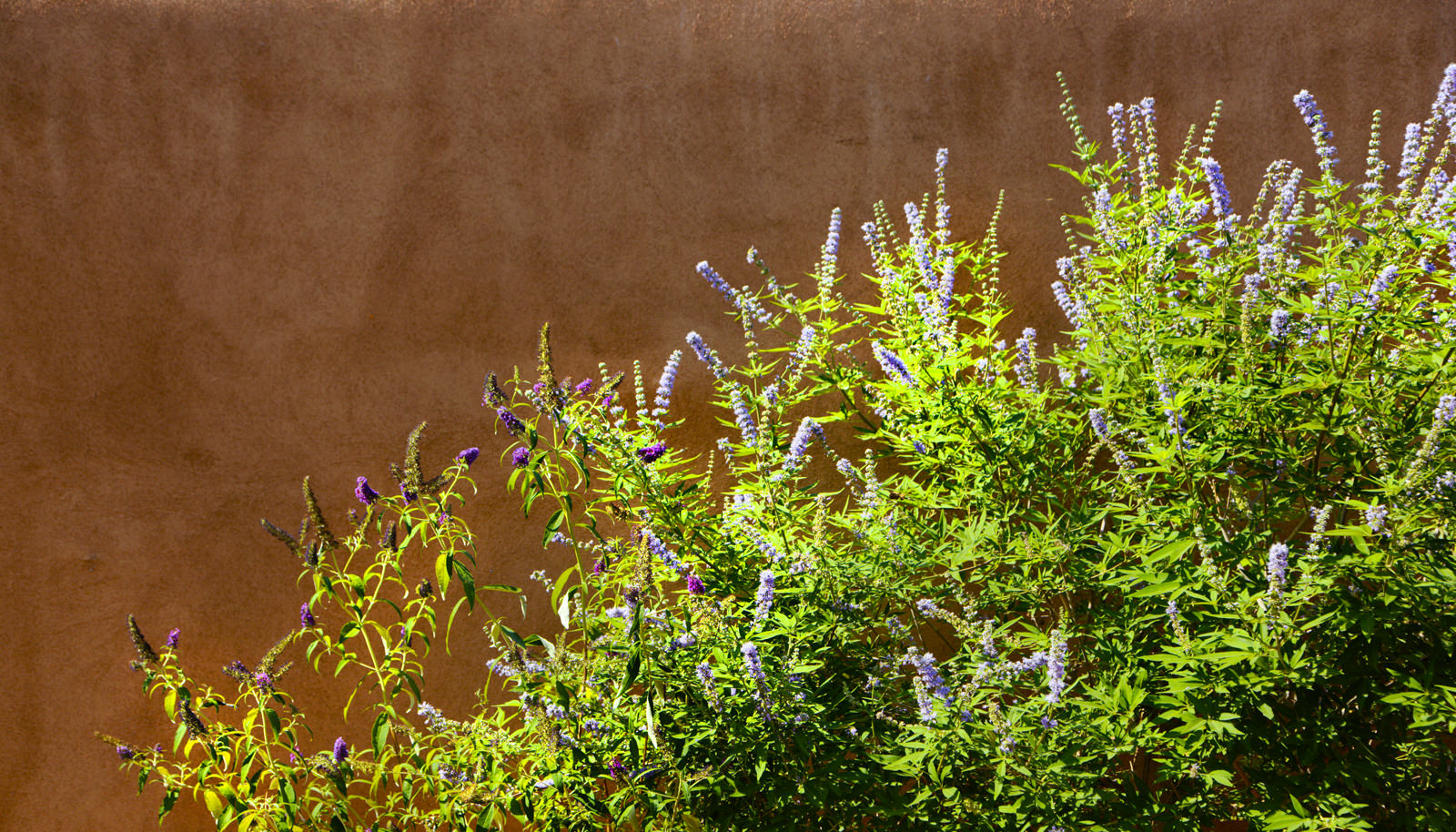 Sage Against an Adobe Wall