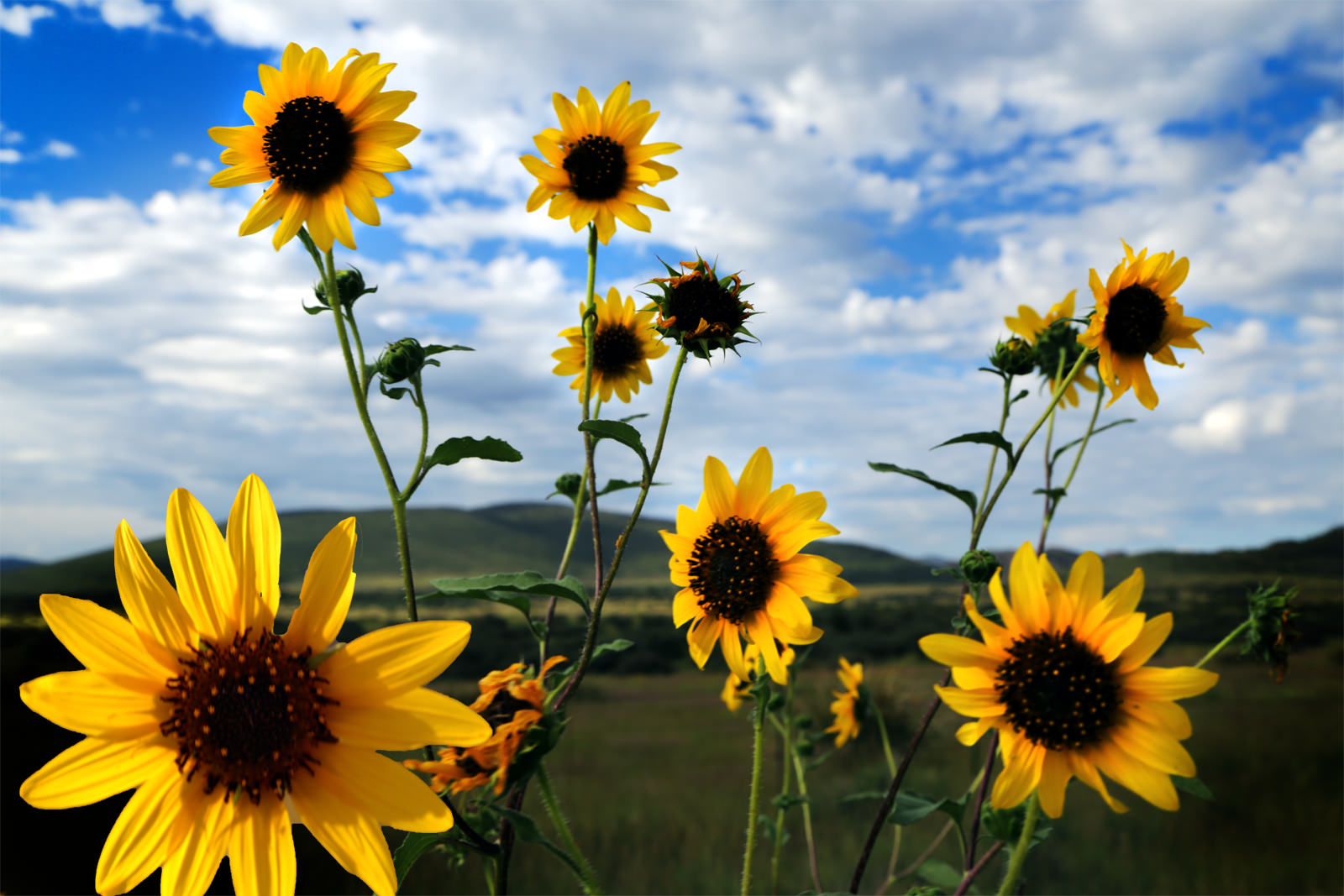 Sunflowers at Glassford Hill