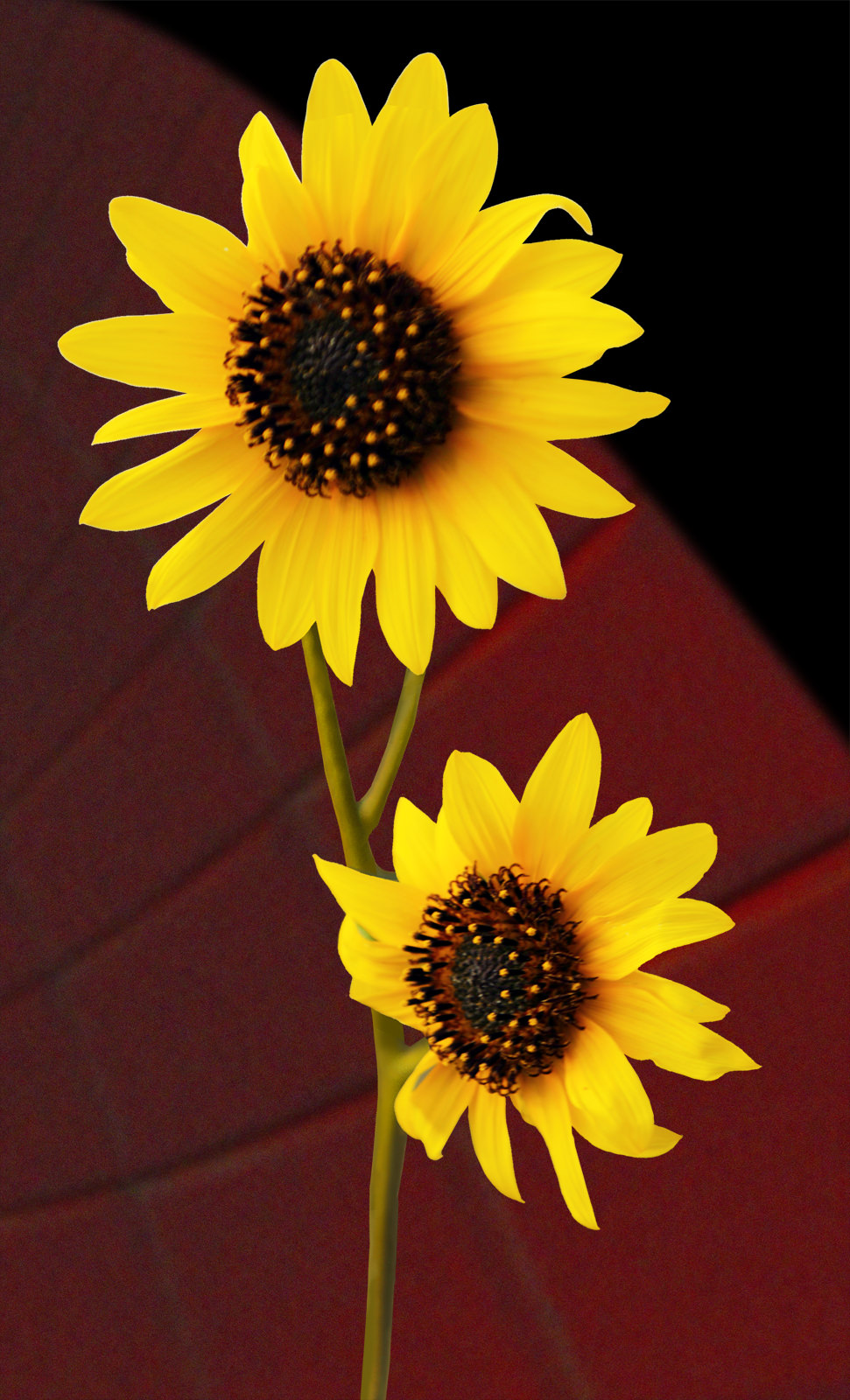 Sunflowers at Day's End