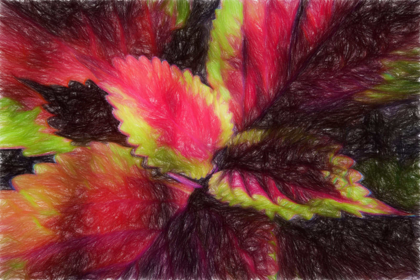 Coleus