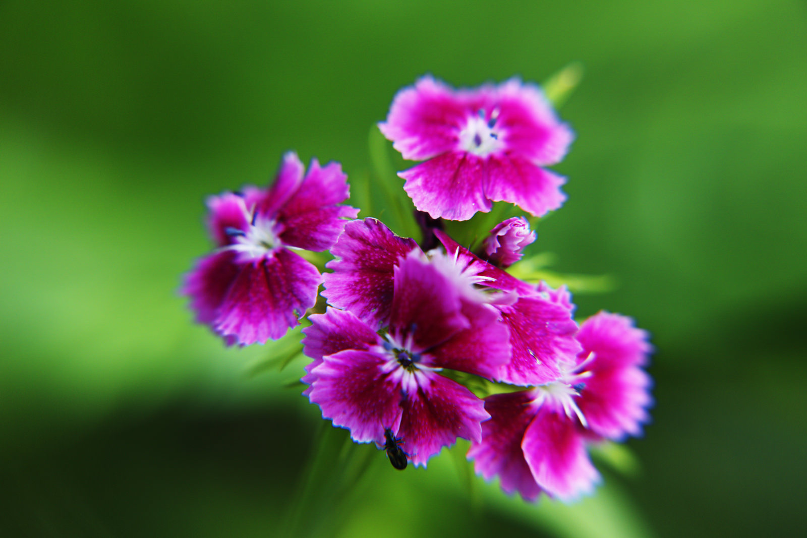 Wild Flowers