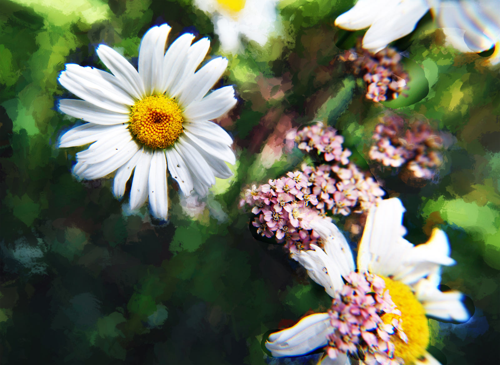 Wild Flowers