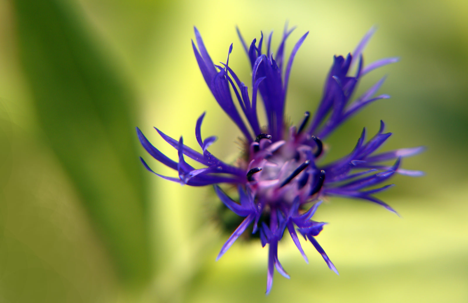 Wild Flowers