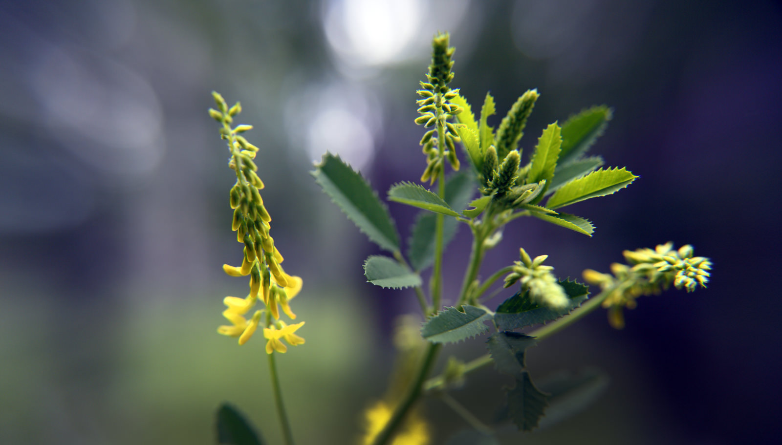 Wild Flowers