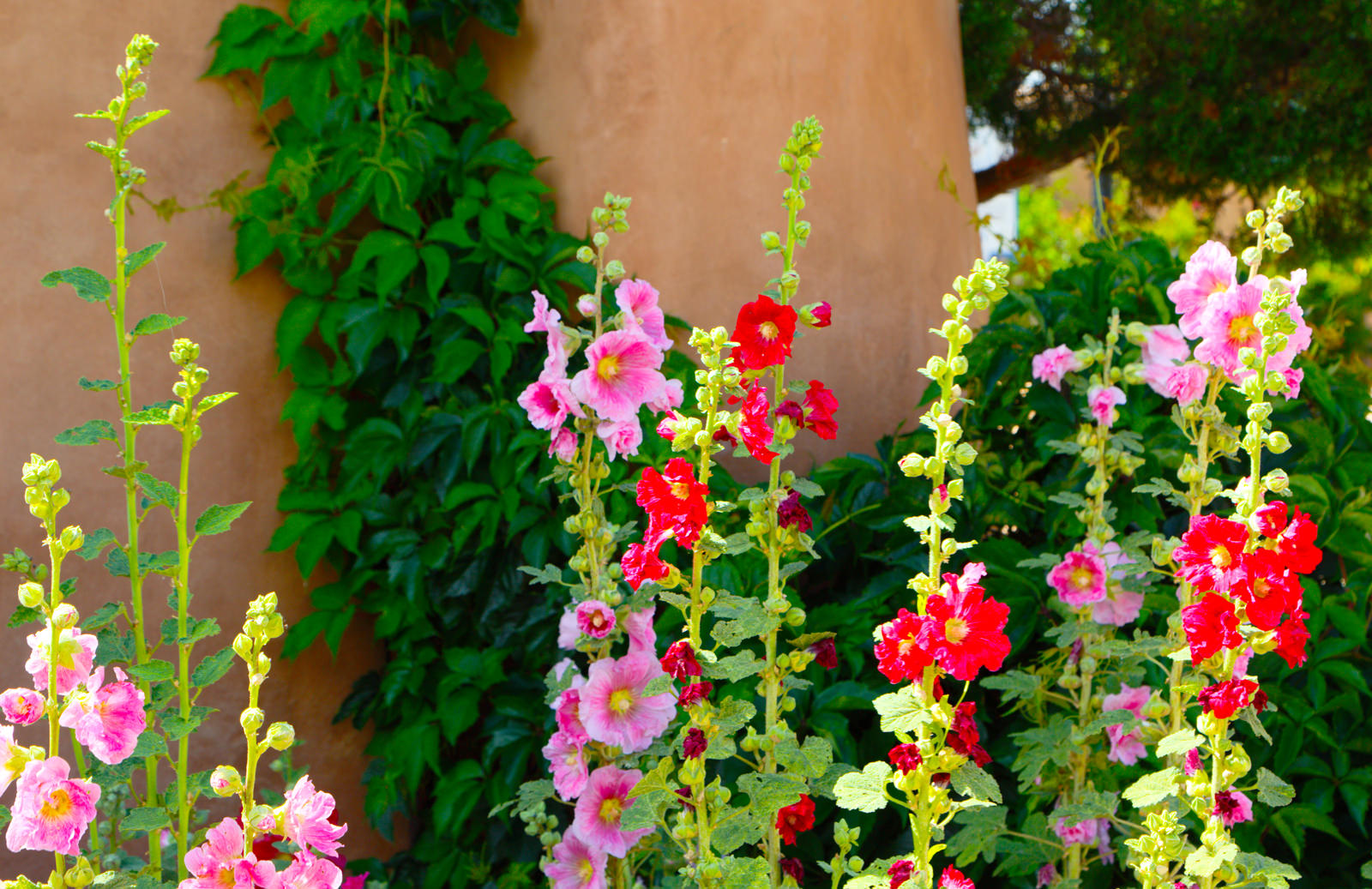 Wild Flowers