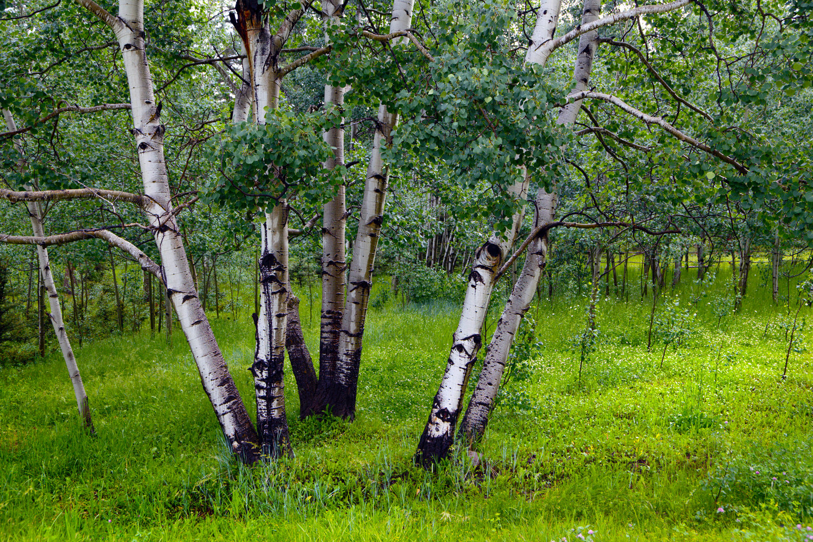 Aspen Trees