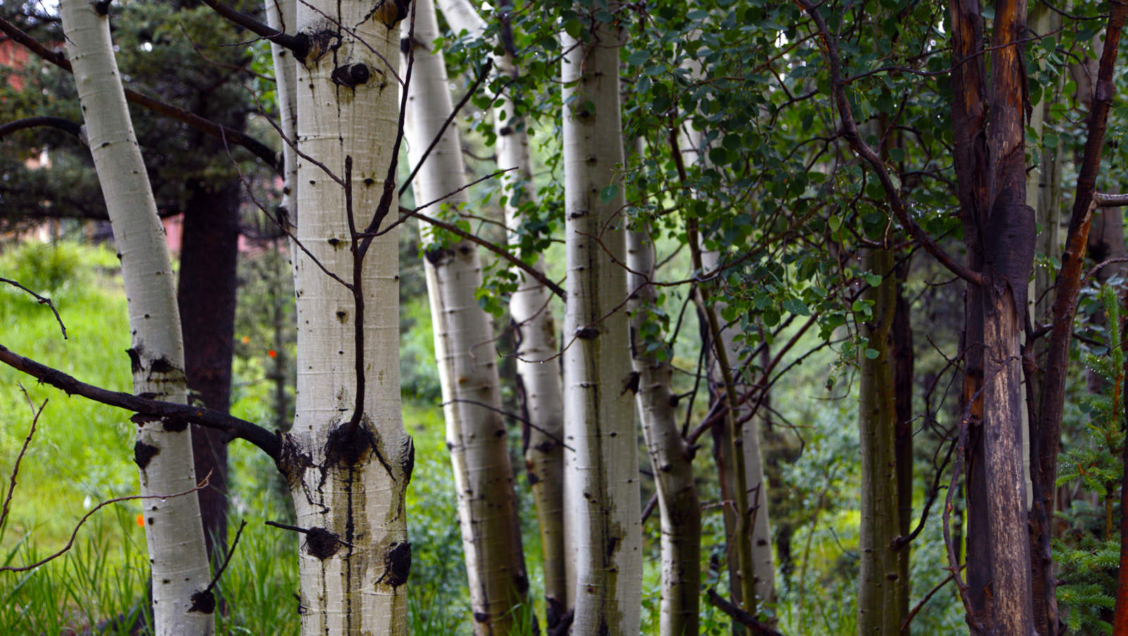 Aspen Trees