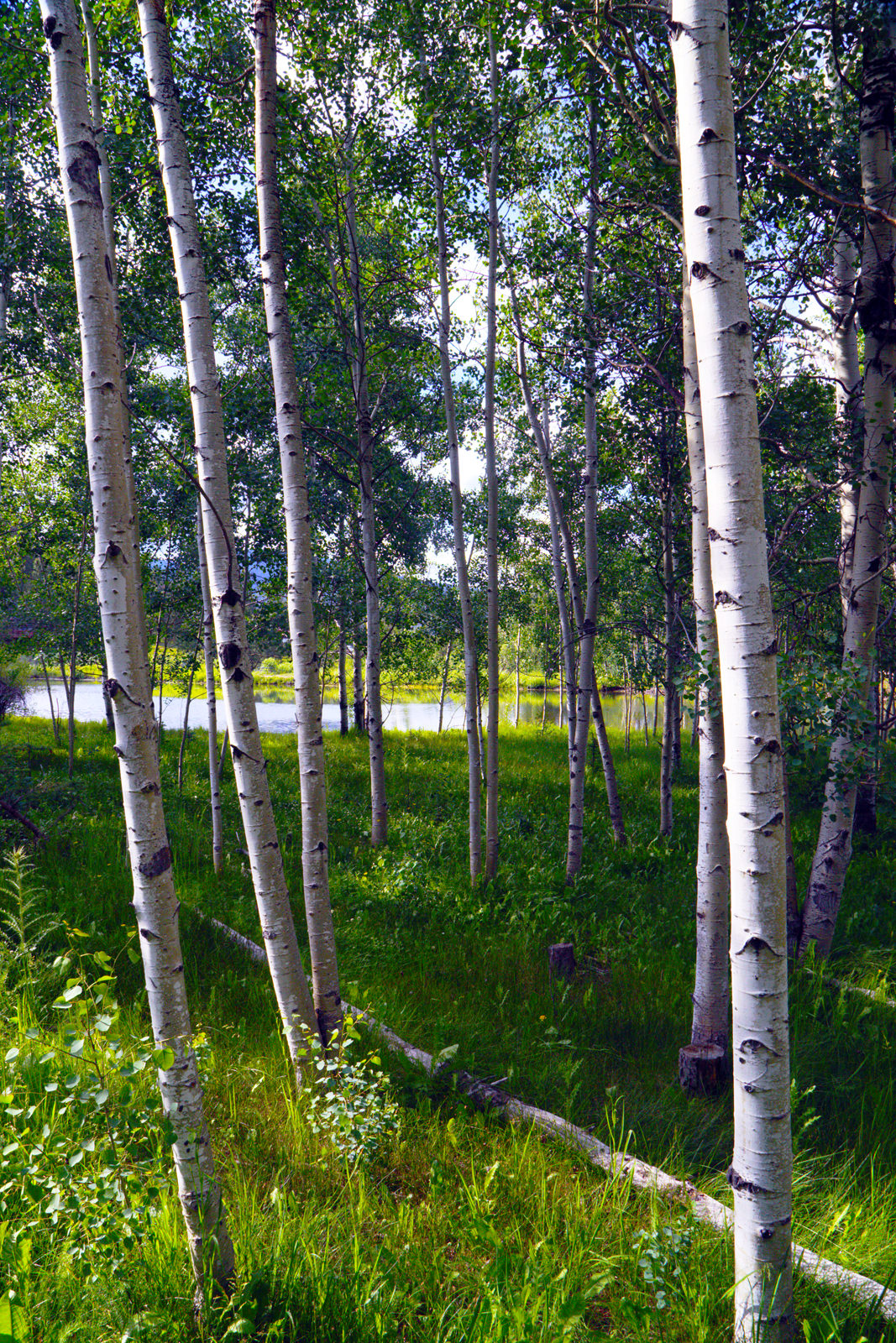 Aspen Trees
